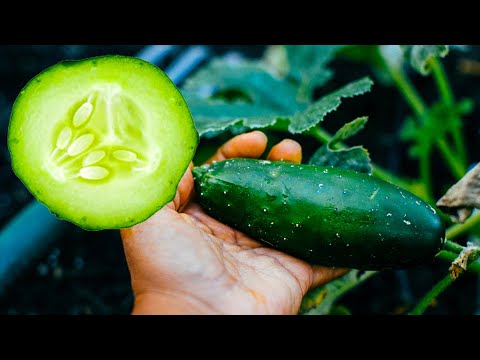 Video: Spines On Cecumbers - Rimuovere le spine dei cetrioli dal frutto spinoso del cetriolo