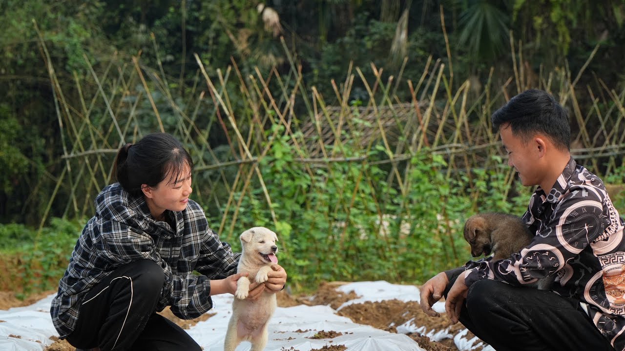 Удивительный новый подарок для семьи мистера Тханга | Два очаровательных щенка и садоводство вместе