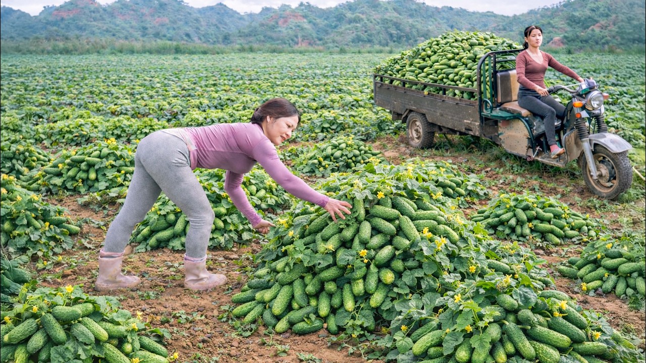 Harvesting Hundreds of Rare Mini Cucumbers | CEO Loads 3 Wheeled Truck to Village Market