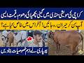 Karachi Cattle Market Goes Crazy Over Special Guinea Calf | Price Stuns Everyone! | Capital TV