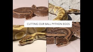 Cutting our last clutch of ball python eggs!
