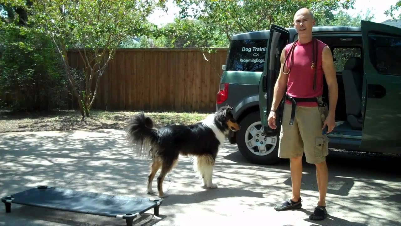 Dog training Blooper trainer eleuce