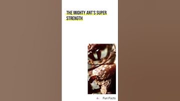 The Mighty Ant