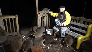 Friday, Oct. 20Th - Raccoon Whisperer Is Back On The Deck And The Raccoons Give Him A Warm Welcome