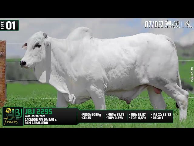 LOTE 01   JBJ 2295