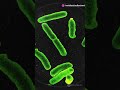 Microbiome Structures and Beneficial Bacteria in Soybean Roots #sciencefather #soil #researchers