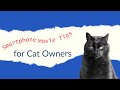Smartphone cat tips from dash kitten