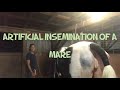 Artificial Insemination of a Mare