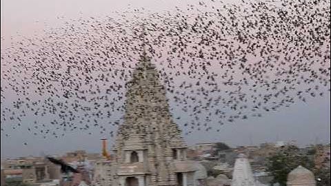 Flocking Behavior of small birds