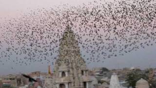 Flocking Behavior of small birds