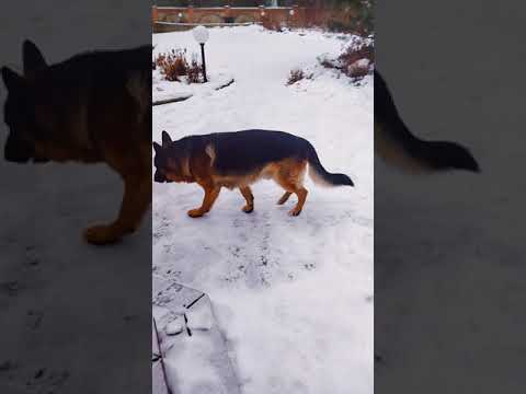 Видео: Хип дисплазия при кучета