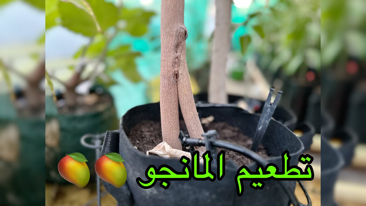 تطعيم المانجو بشكل مختلف تماماً - تطعيم التدعيم