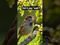 Did This Sparrow Just Say WAIT? 😳🐦