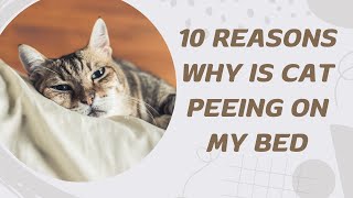 10 Reasons Why Is Cat Peeing On My Bed