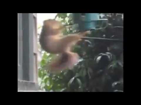 Interstellar contact scene (squirrel)