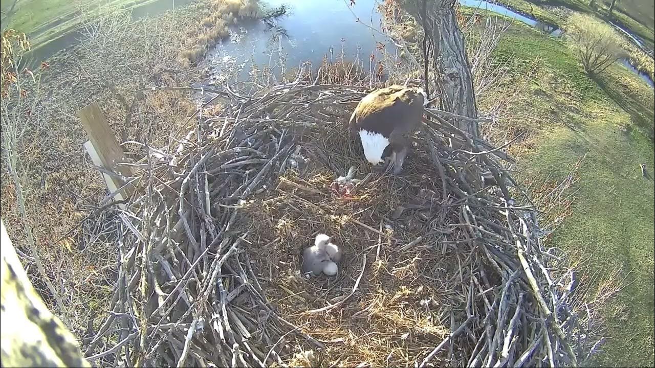 Xcel Energy Fort Saint Vrain Eagle Cam 20.04.2023 YouTube