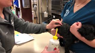 Externship 1 Skill #12 Canine Subcutaneous Injection