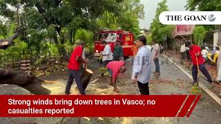 Strong winds bring down trees in Vasco; no casualties reported