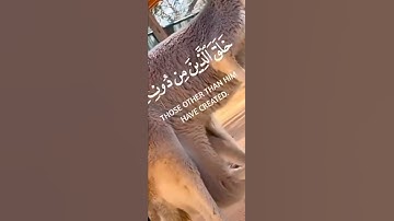 قران كريم بصوت جميل جدا