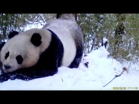 Әзірбайжандағы сексуалдық оқиға