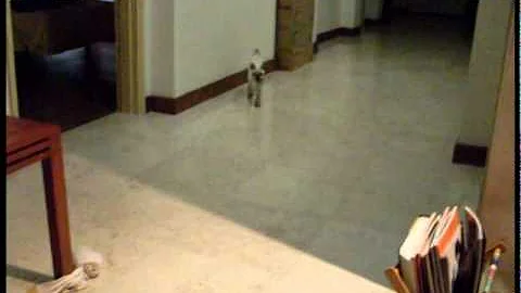Watch the video about Cute Siamese Kitten Playing Fetch