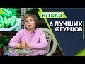 ТОП 6 Лучших Огурцов 🥒 Для открытого Грунта 🥒 ПЧЕЛООПЫЛЯЕМЫЕ СОРТА ОГУРЦОВ 🐝