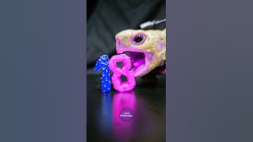 ASMR Mukbang Eating Blue Pink 18 💙🩷 Turtle Tortoise