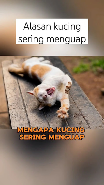 Alasan kucing sering menguap #shorts #kucing #kucinglucu #cat #catlover