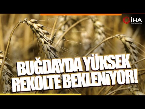 Buğdayda Hasat Yaklaştı, Fiyat Bekleniyor