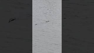 Crocodile Spotted at Hampi 💀🐊 #malayalam #shortsfeed #shorts #viral #crocodile #nature #adventure