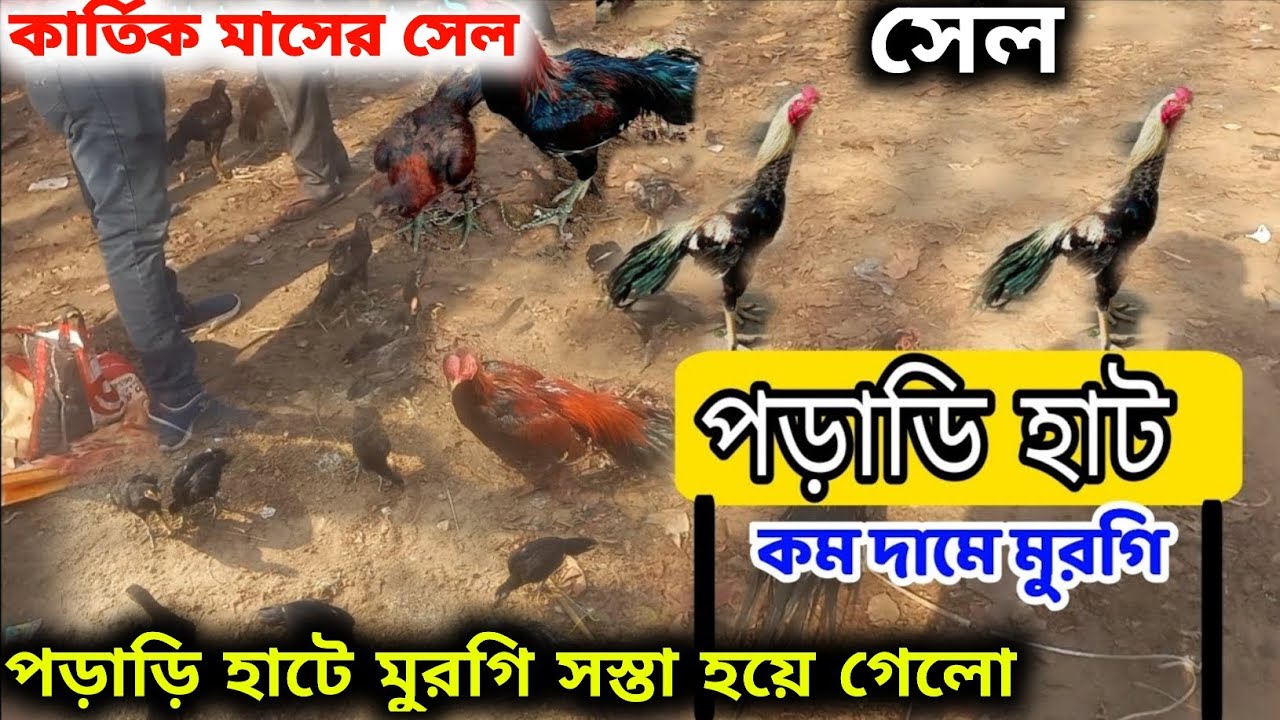 পড়াড়ি হাট || পড়াড়ি হাটে মুরগি সস্তা হয়ে গেলো || কার্তিক মাসের সেল 