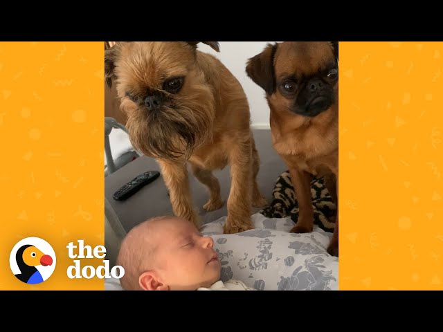 Griffon Dogs Used To Being Center Of Attention Get A New Human Sibling | The Dodo class=