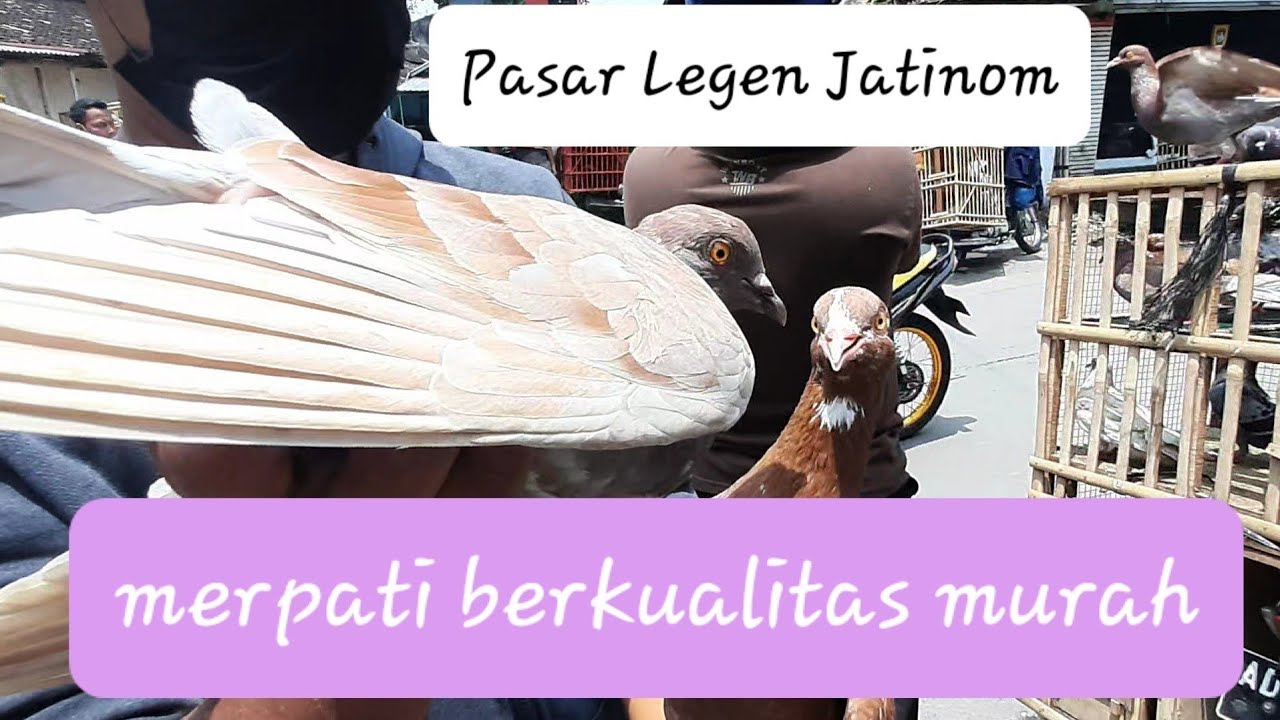 Grebek dan survey merpati giringan di Pasar Legen Jatinom Klaten.Merpati murah berkualitas