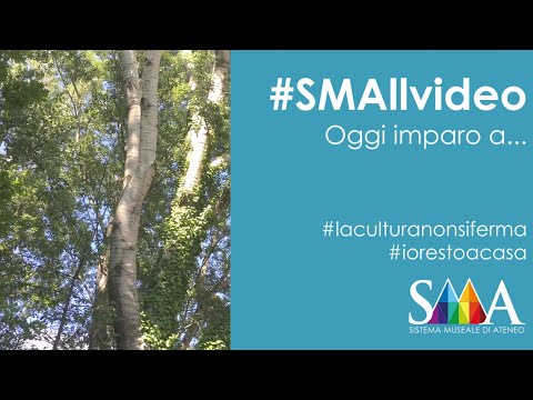 Video: Fatti sull'albero di pioppo tremulo - Come coltivare alberi di pioppo tremulo