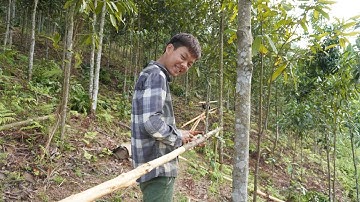 Bóc tỉa cây quế 8 năm tuổi | cây quế văn yên