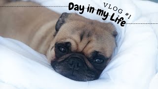 Day in the Life of a Pug  Follow me Around  VLOG #1  Winter Edition ❄