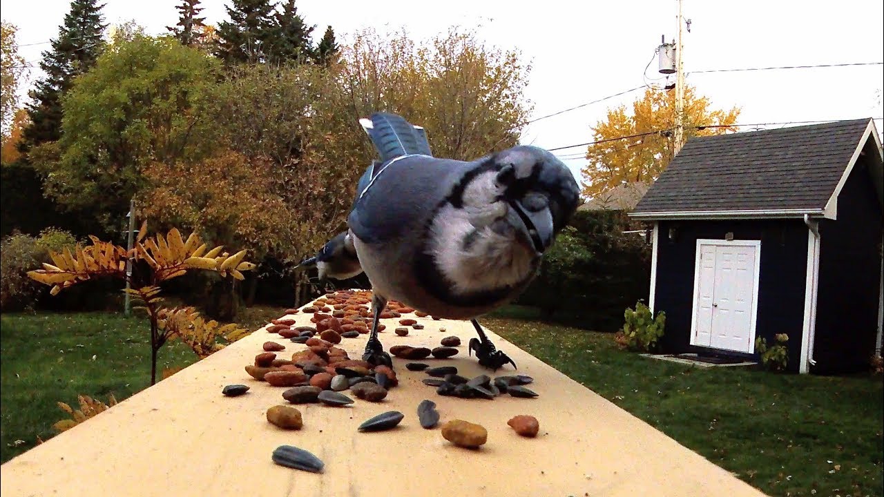 Geai Bleu Petit Cri Blue Jay Little Call Youtube Geai Bleu Petit Cri Blue Jay Little Call Youtube