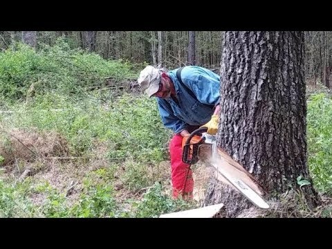 Our Stihl MS661 Magnum Chainsaw - Dropping An Oak Tree - YouTube