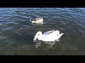 Права животных в Англии  Влог на озере