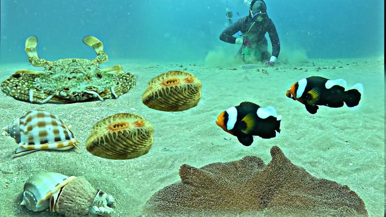 This is our daily money making scuba diving job