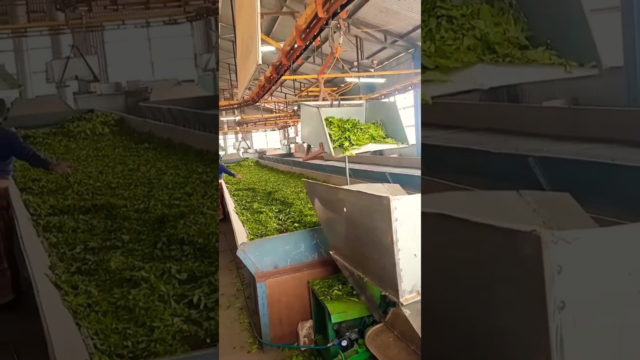 manufacturing process of nilgiri masala tea ☕ with full information
