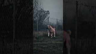 The Central Asian Shepherd Dog Is Big Enough For Me. What S More It Has A Strong Body And