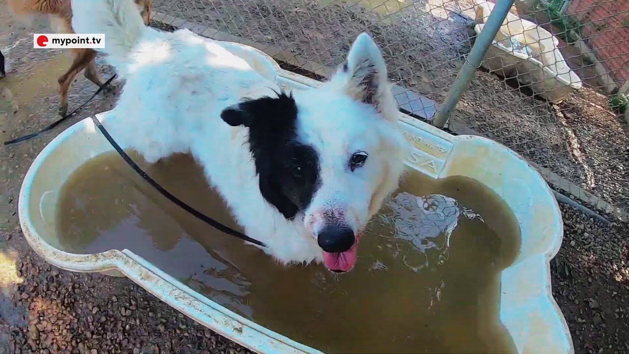 Austin Animal Center at Max Capacity