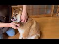 柴犬コロの日常