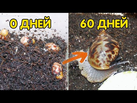 Улитки ахатины от 0 до 60 дней. Как ухаживать за маленькими улитками ахатинами?