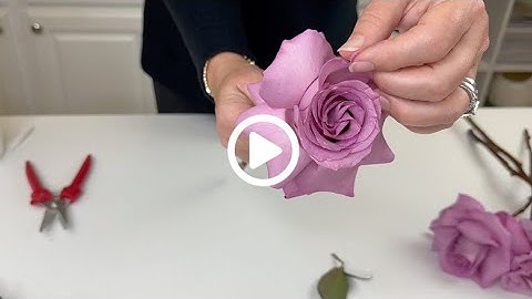How To Reflex Roses
