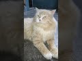 kya billi ke katne se rabies ho skta h #shortvideo #cat