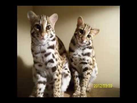 raising-asian-leopard-cats,-alc