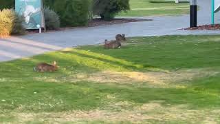 rabbits nearby at work #animals