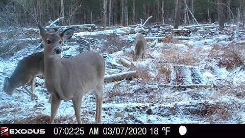 Exodus Render trail camera
